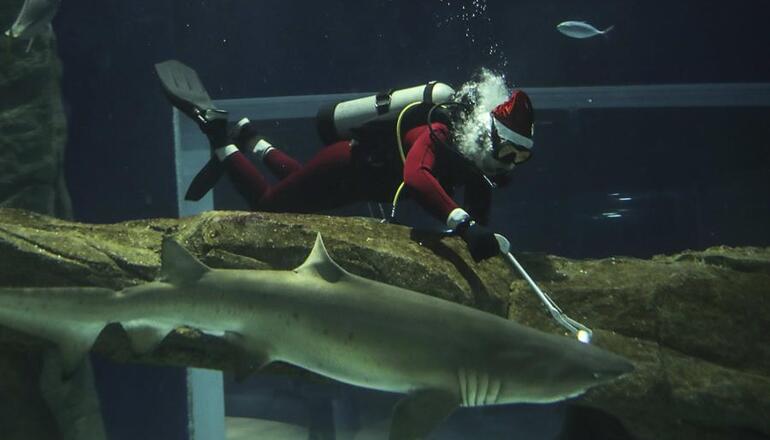 ¡Increíble! Santa buceará con peces y tiburones en el acuario de Florida
