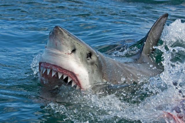 Niña sobrevivió a ataque de tiburón en Cocoa Beach
