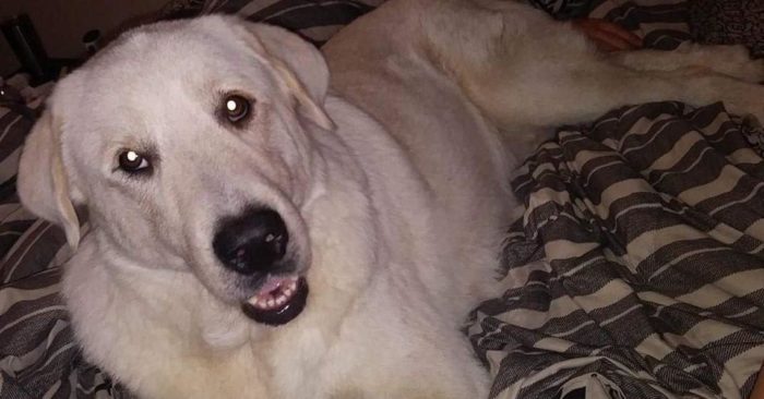 Zero, el perro que dio su vida para salvar a sus dueños de un tiroteo