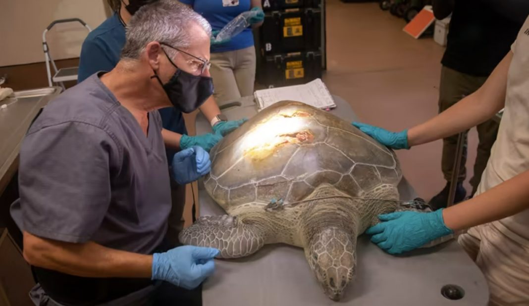 Zoológico de Miami sacrifica a tortuga herida por un bote