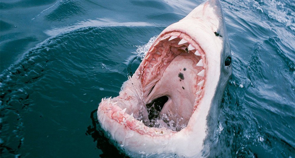 Florida hits record for shark bites in 2021