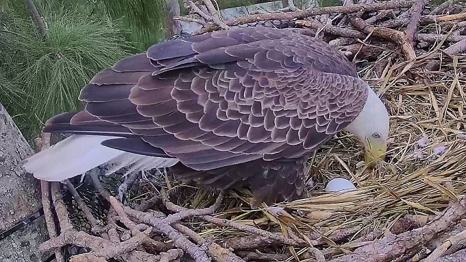 Águila  famosa de Miami anidó su segundo huevo