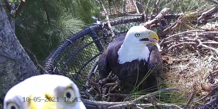 Águilas calvas, Ron y Rita son ejemplo de salvación de especies en peligro de extinción